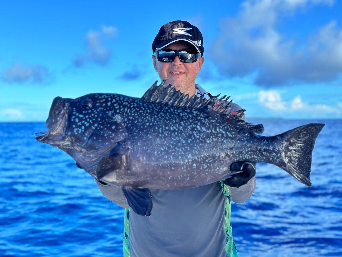 Групер белопятнистый (Epinephelus multinotatus) или White-blotched grouper