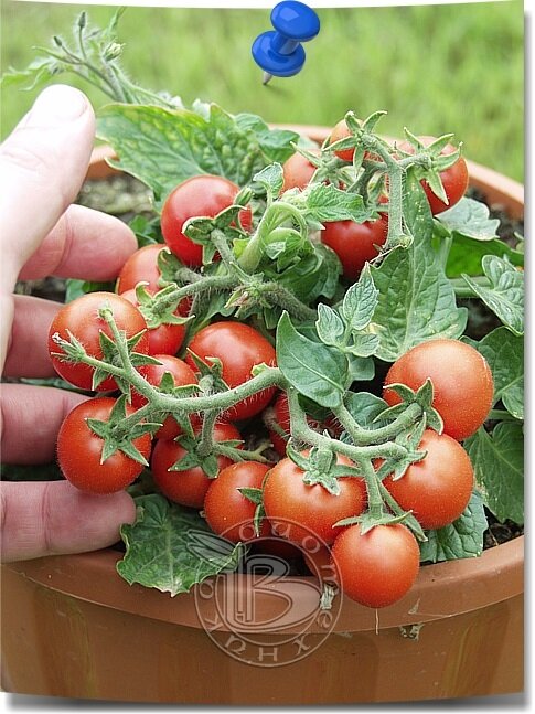 Источник: https://www.biotechnica.ru/Product_Details.aspx?id=530