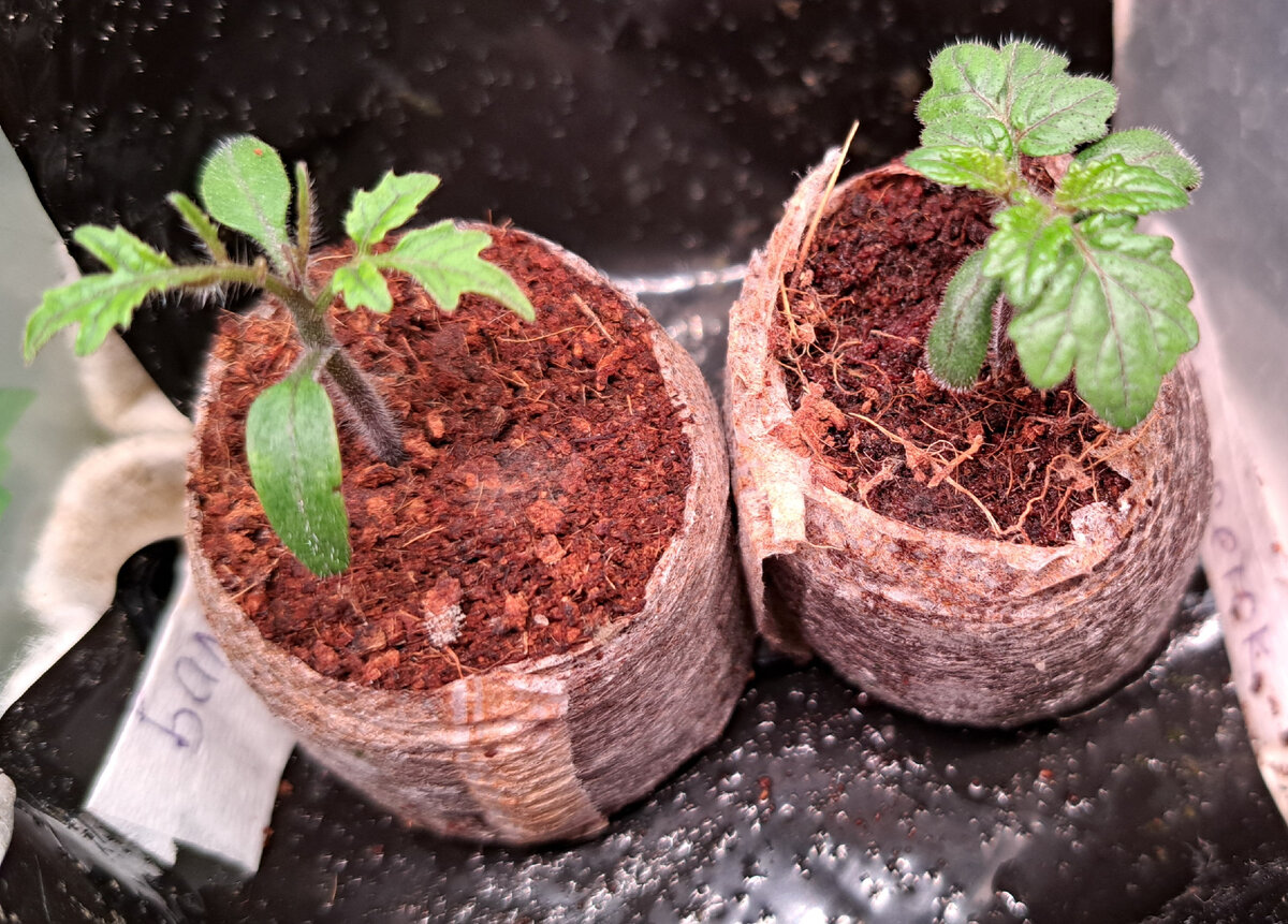 Томаты «Балконное чудо» и «Каменный цветок» посеяны в кокосовые таблетки.