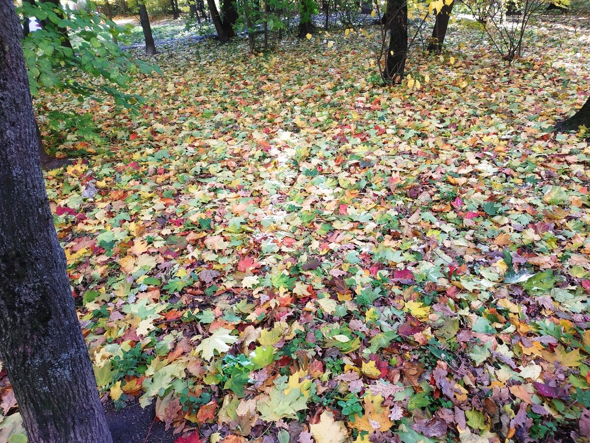 Питерская осень. Фото автора, сделано 21.10.2023