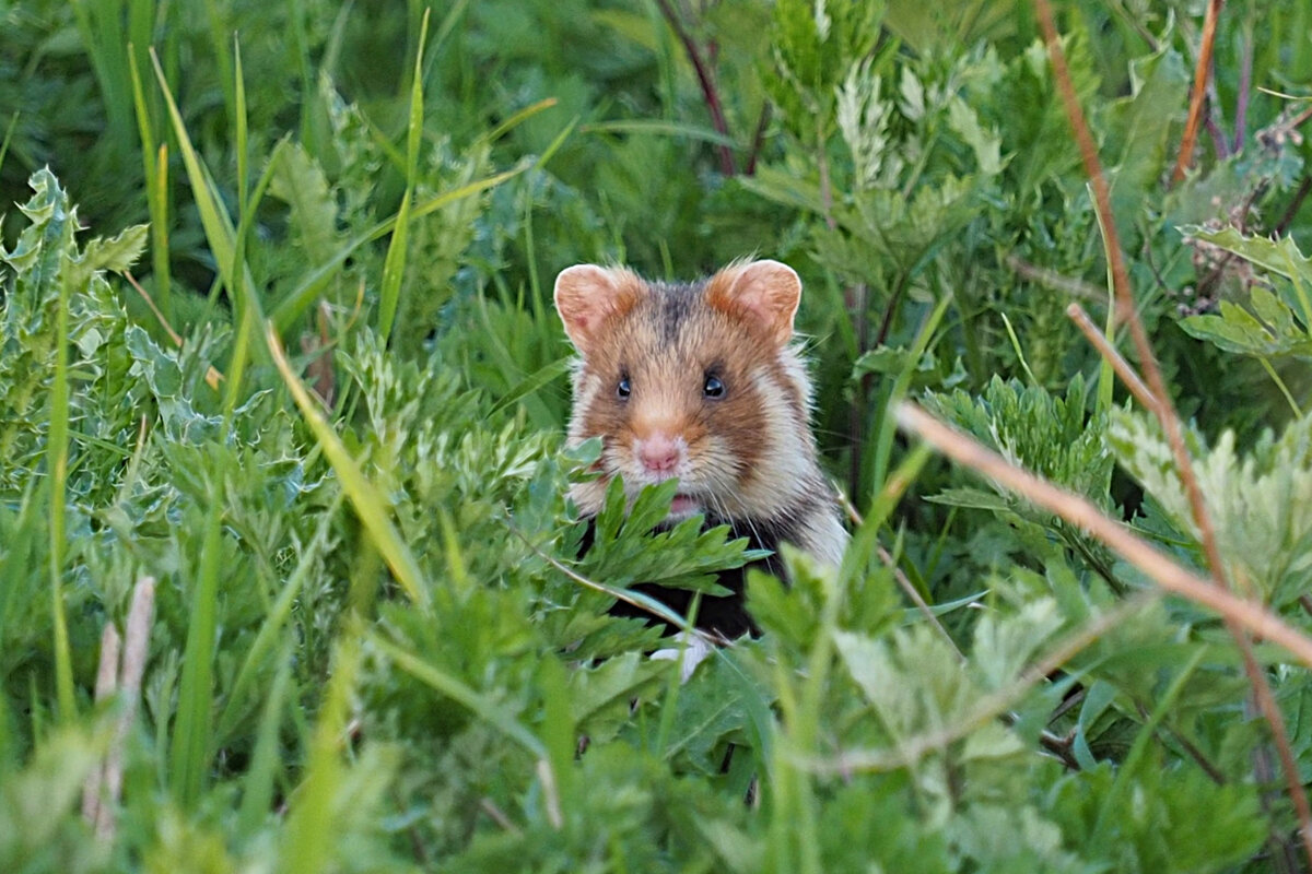 Wild hamsters, Sweet animals, Hamster treats