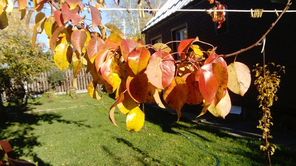 Веточка груши Чижовская в нашем саду осенью 2023. Фото автора @МашаГенералова 