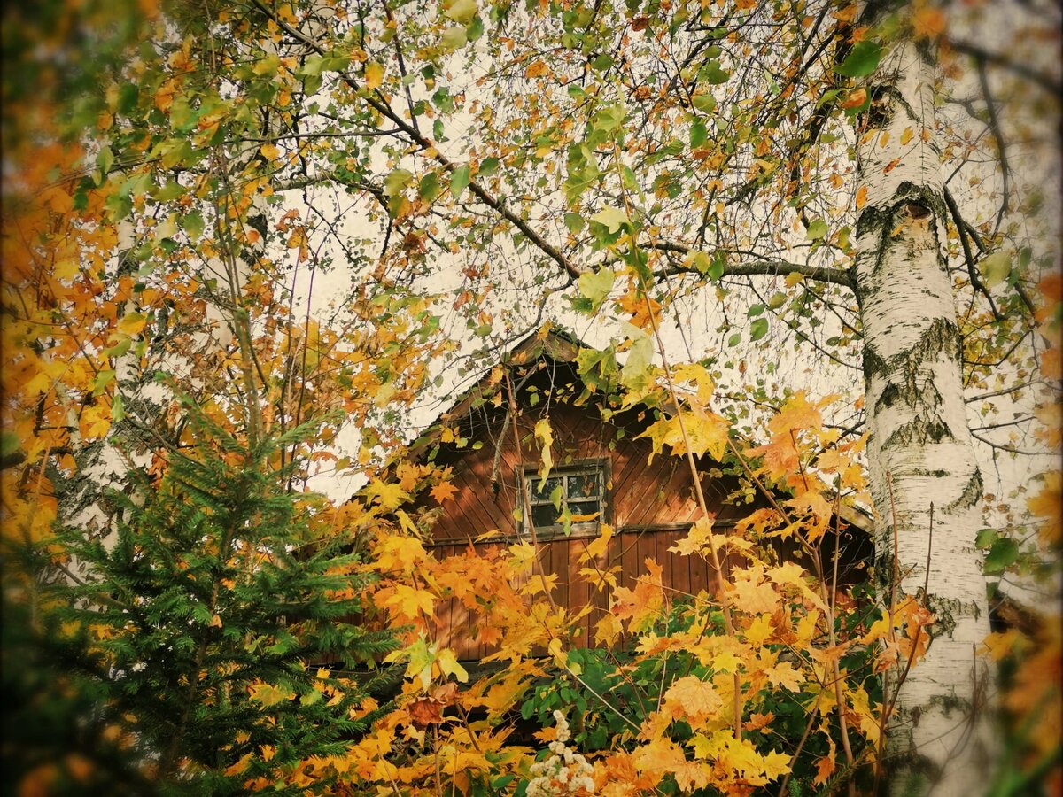 Крыша соседского дома, октябрь 2023. Фото автора @МашаГенералова 