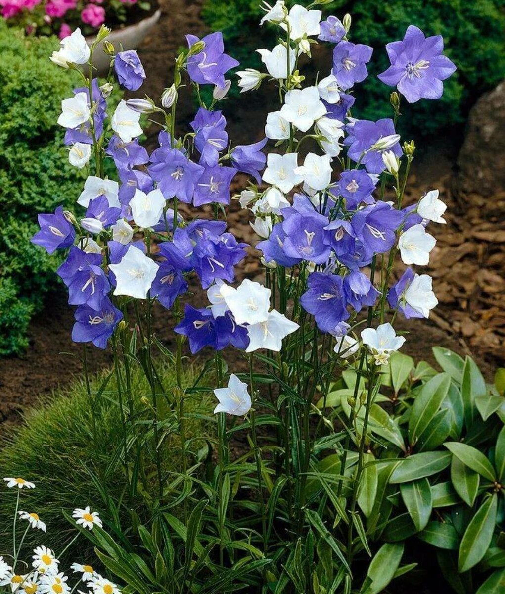 Колокольчик персиколистный (Campanula persicifolia l.)