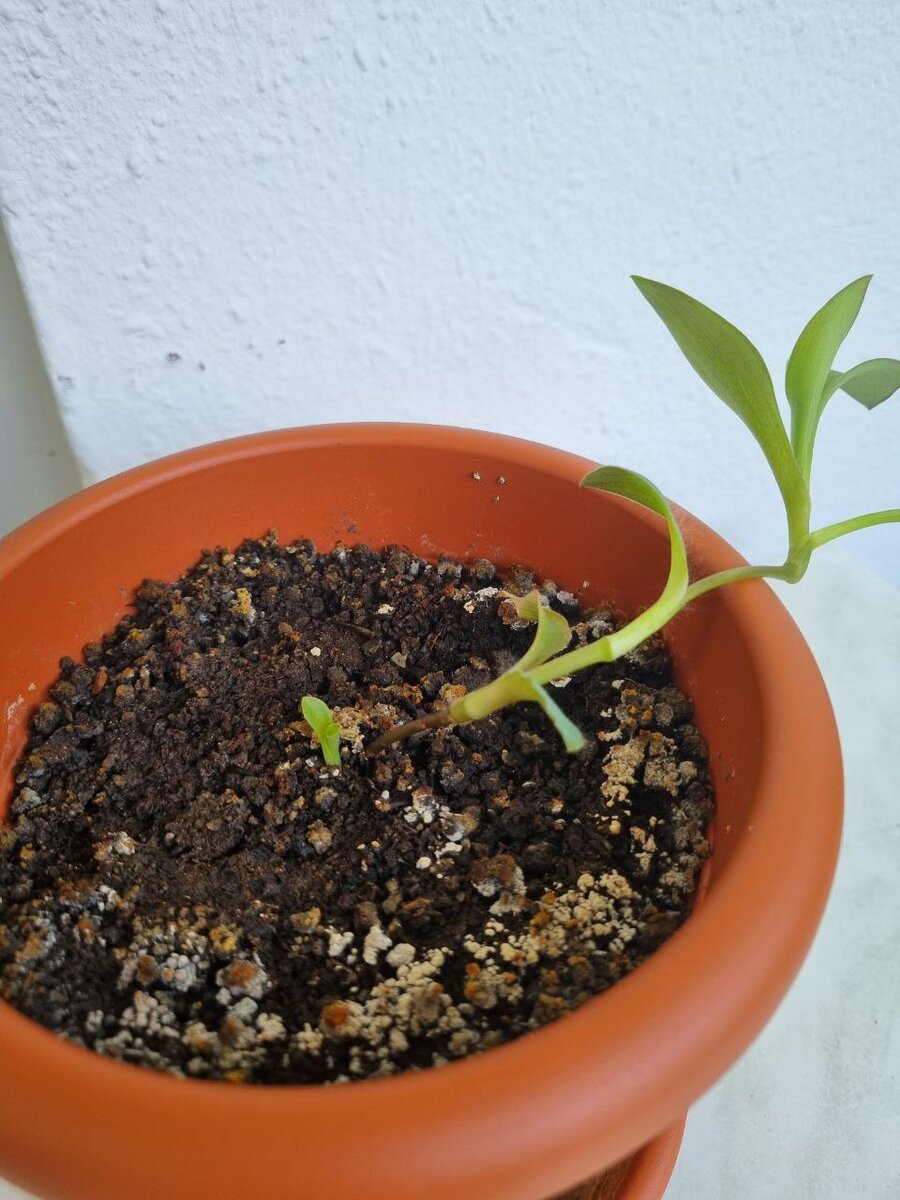 Николетта и её новая жизнь 