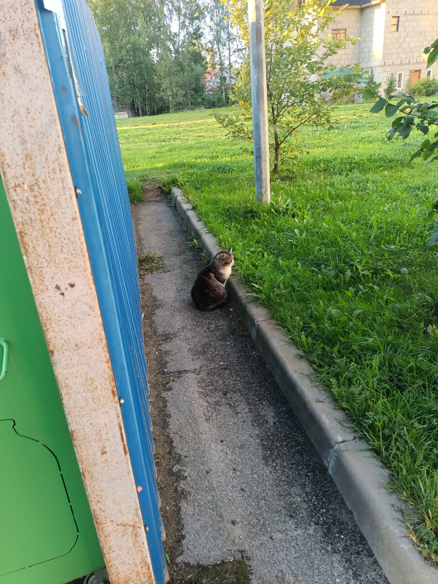 Это кот