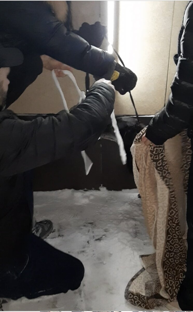 Вот так выглядела поимка собаки