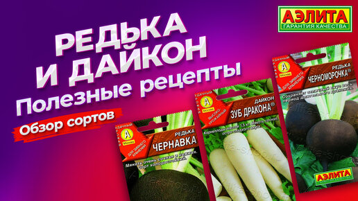 РЕДЬКА и ДАЙКОН: вкусные и полезные рецепты. Обзор сортов.