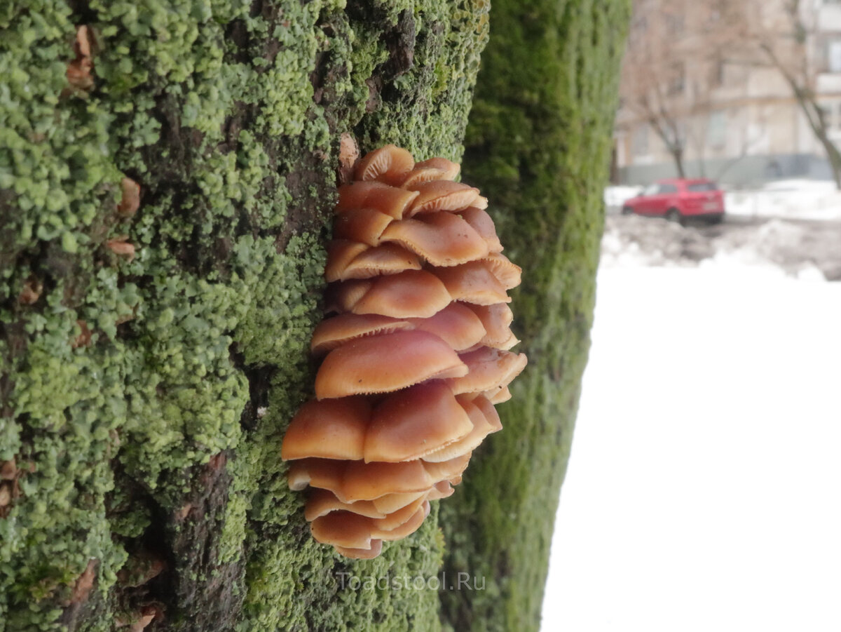 Московский сорт, переживший лютые, бешеные морозы (фото И.Лебединского)