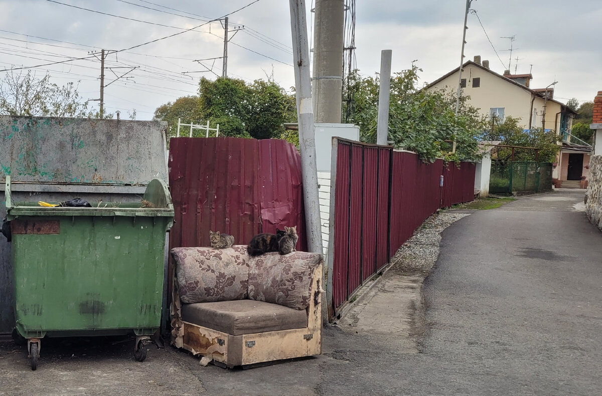 Смотря на цены в объявлениях о продаже домов в Сочи, мы чувствуем себя как эти котики