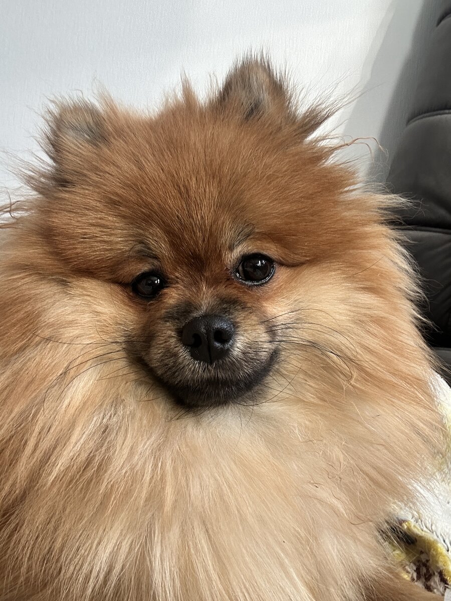 Померанский шпиц 