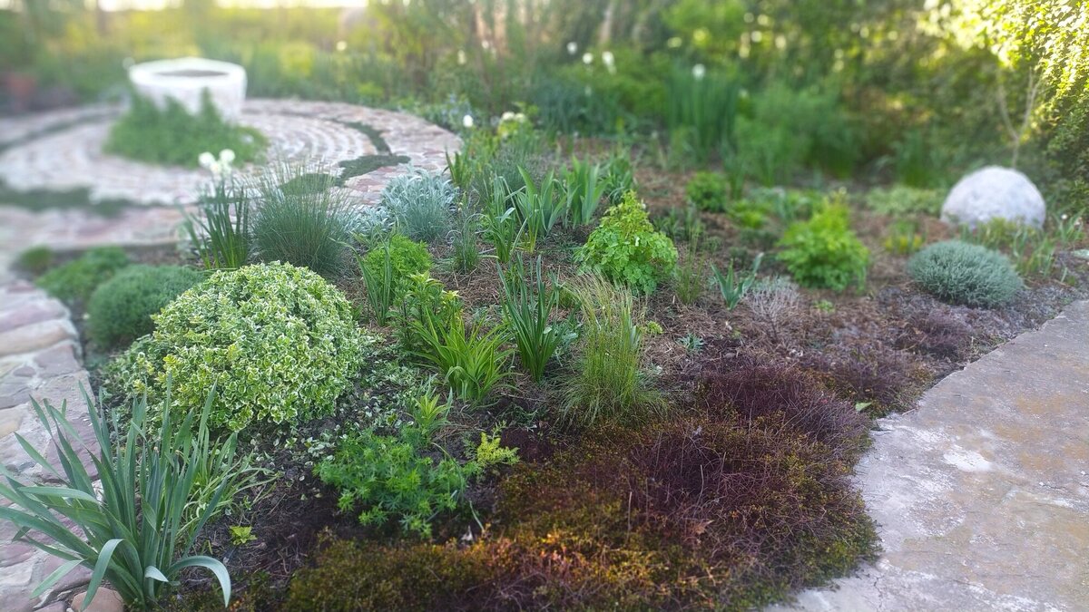 Мюленбекия ранней весной