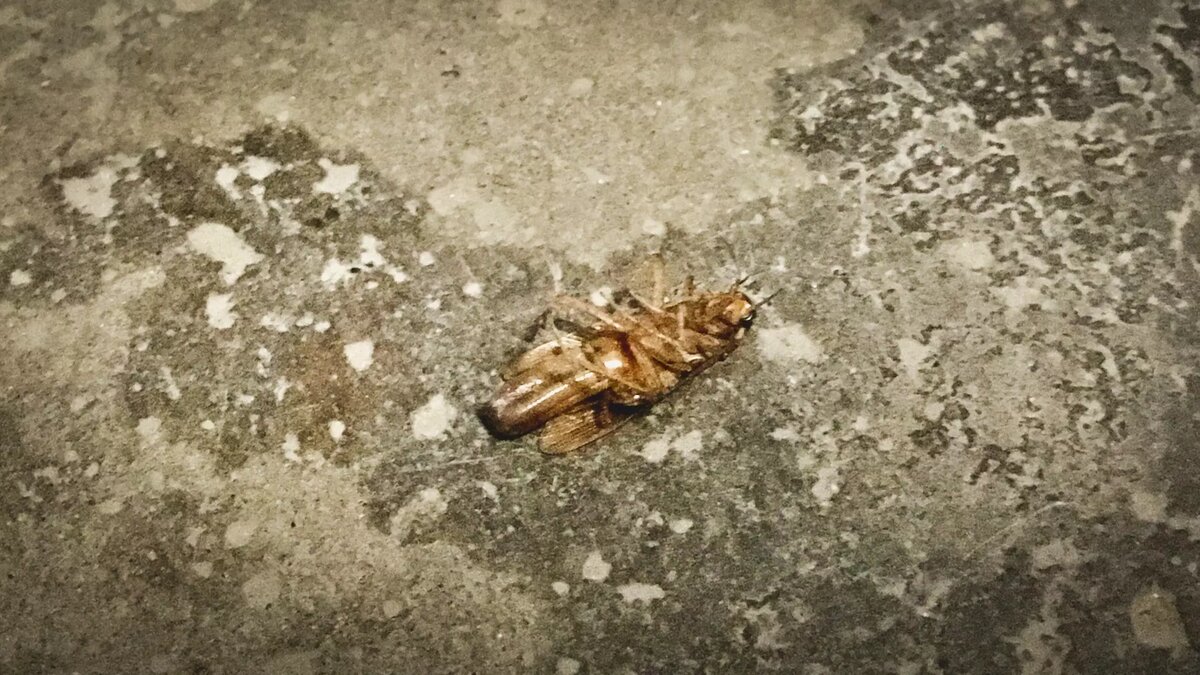     Волгоградцы не могут избавиться от армии тараканов, которые буквально кишат в квартирах.