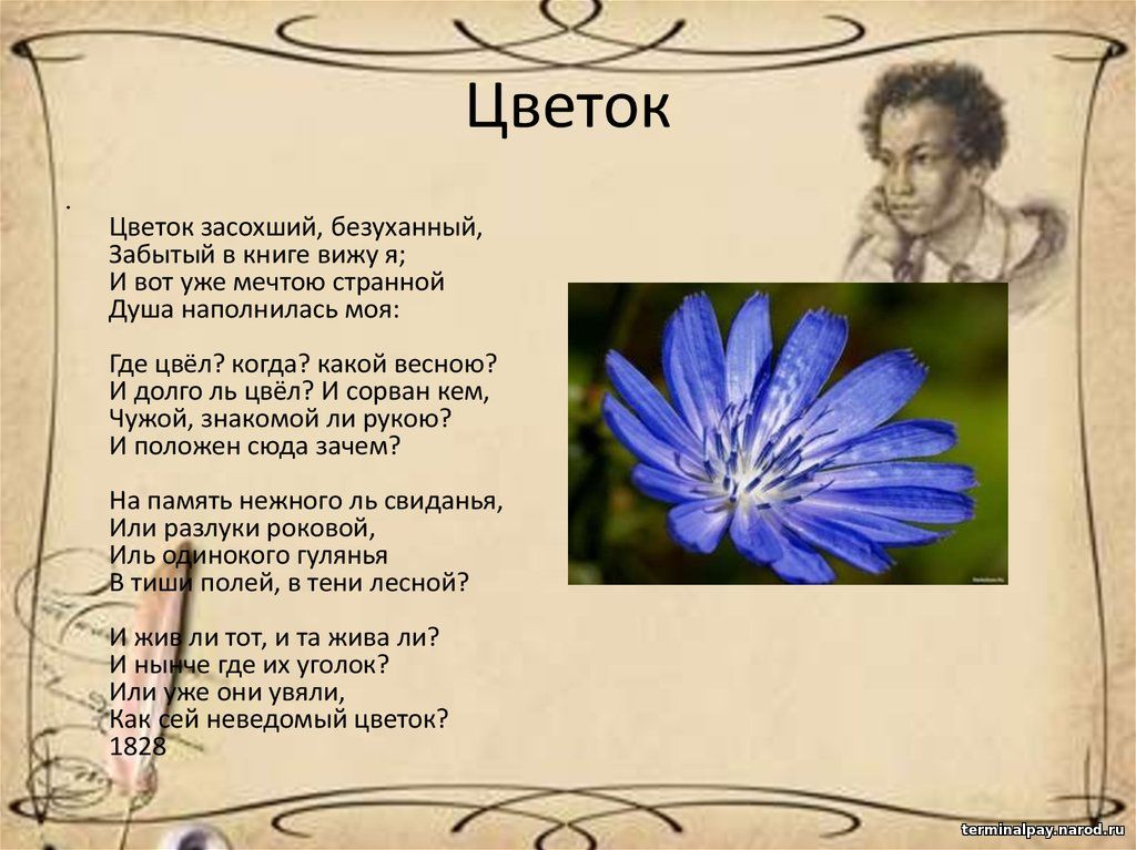 Александр пушкин цветок 3 класс пнш презентация