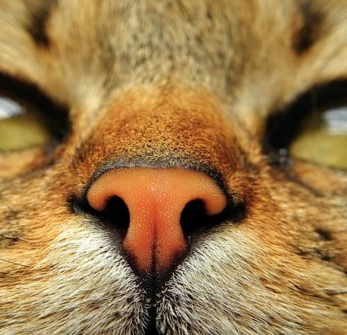 Сухой нос у кошки: причины и действия владельца | Лапа помощи | Дзен