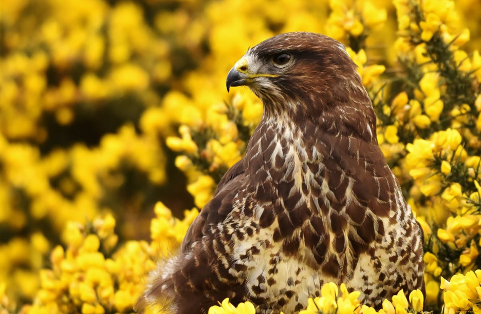 Сарыч. Фото из открытых источников