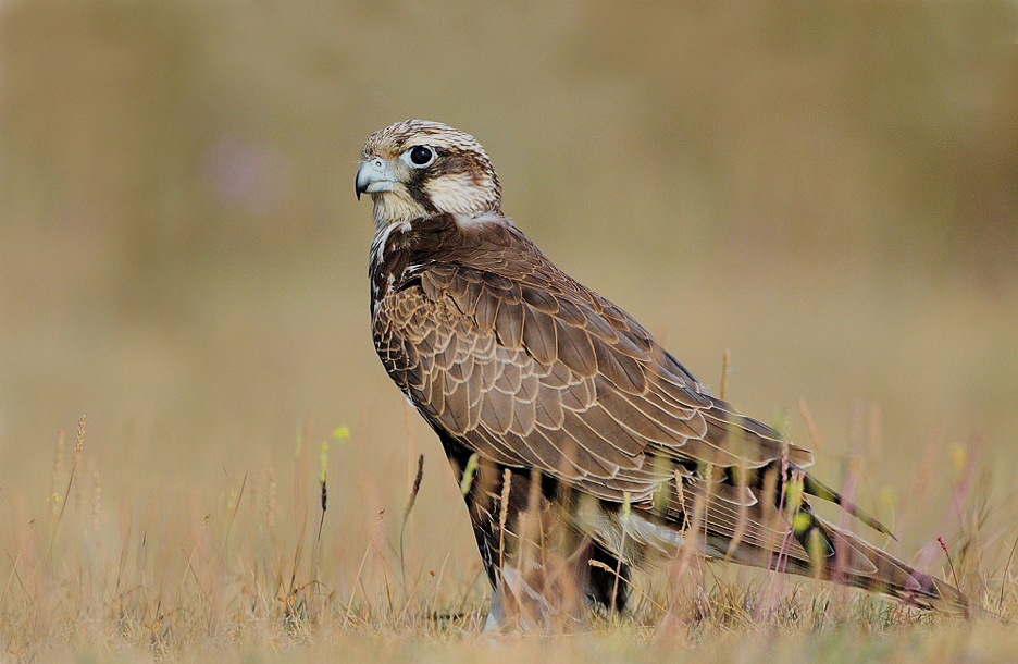 Балобан. Фото из открытых источников