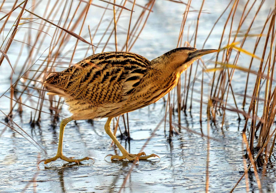 Выпь. Фото из открытых источников