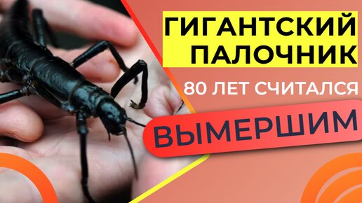 Гигантский палочник: Его считали вымершим 80 лет, но насекомое уцелело на безжизненном вулканическом острове | Видео 🎥