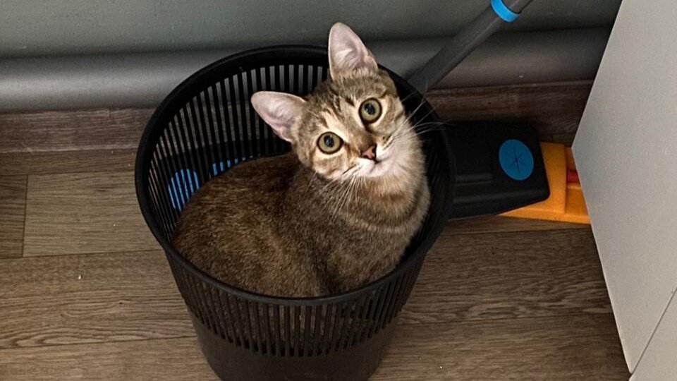 Фото автора. Маленькая кошечка Венера 