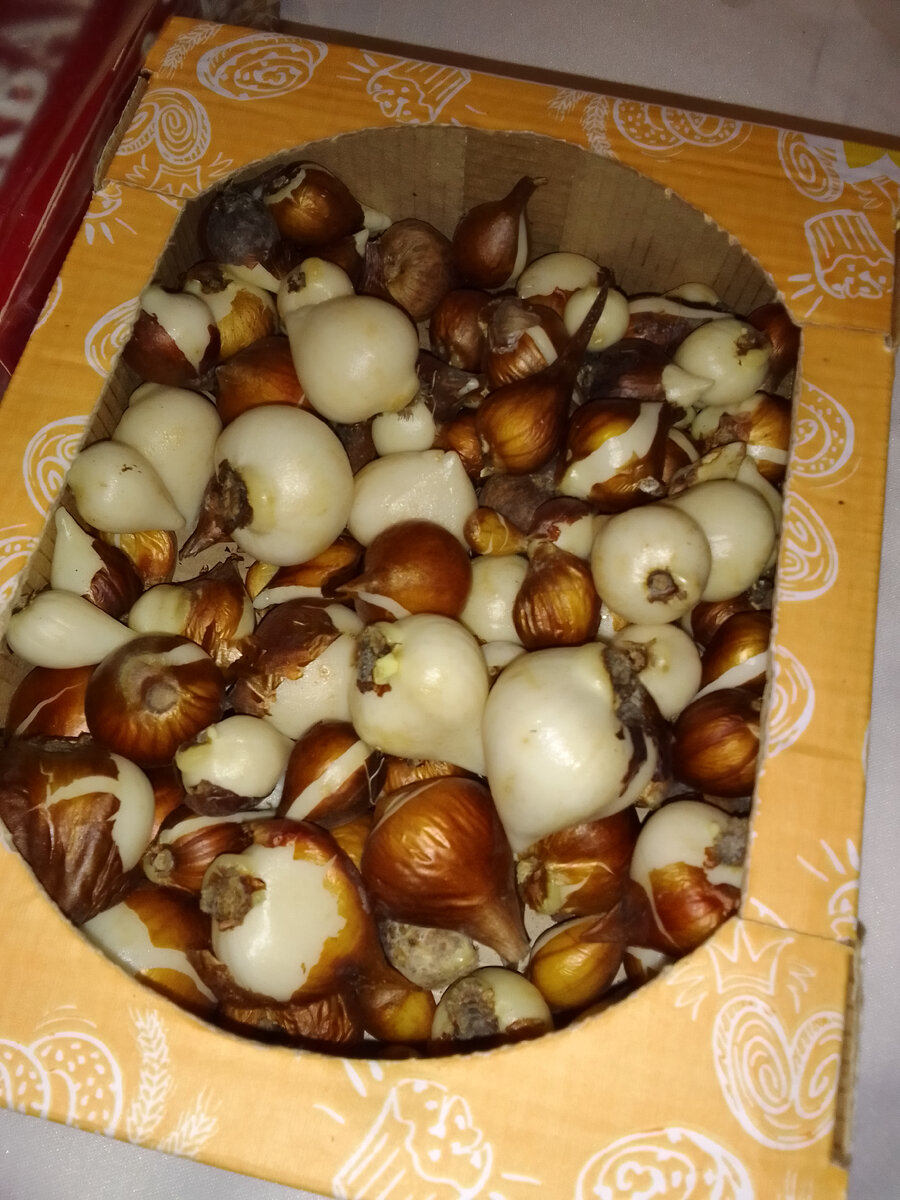 Луковицы тюльпанов.