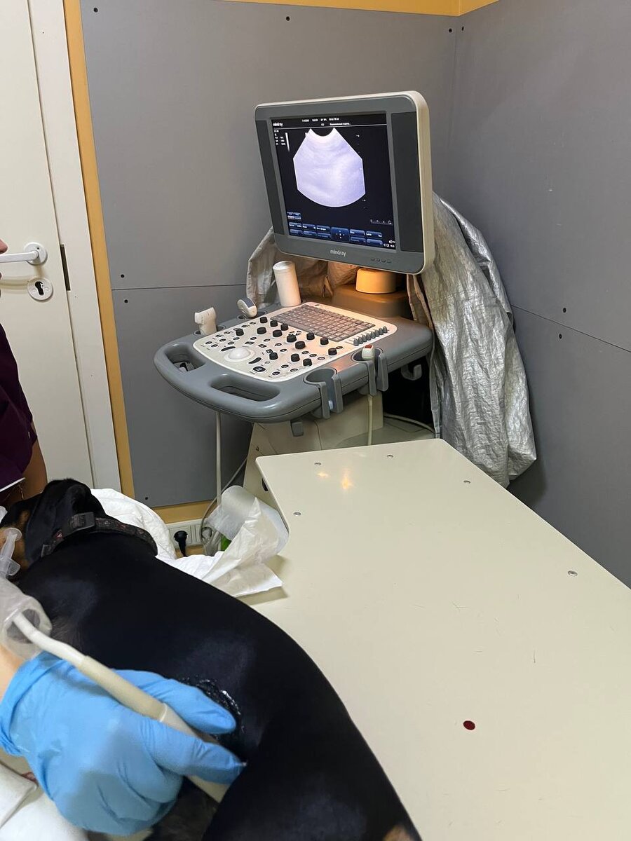 Симбе делают УЗИ под седацией