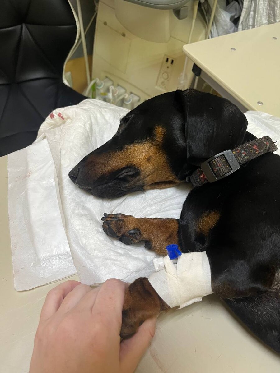 Внутривенный катетер на коротенькой лапке 