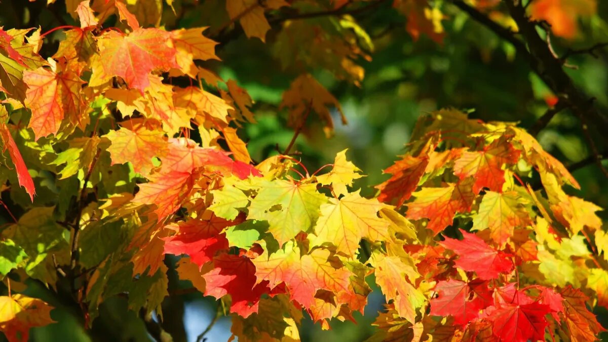 Мощный геомагнитный шторм сокрушает метеопатов с новой силой. Фото: pxhere.com