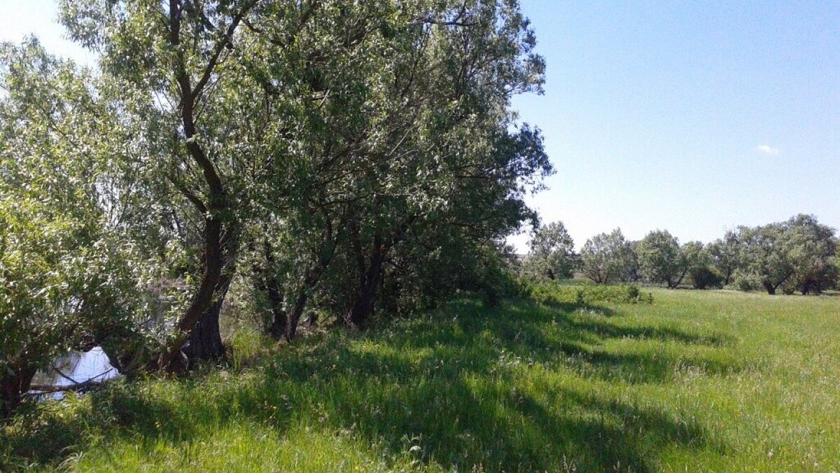    В Энгельсе появится новый памятник природы Урочище «Тинь-Зинь»Новости Саратова и области – Сетевое издание «Репортер64»