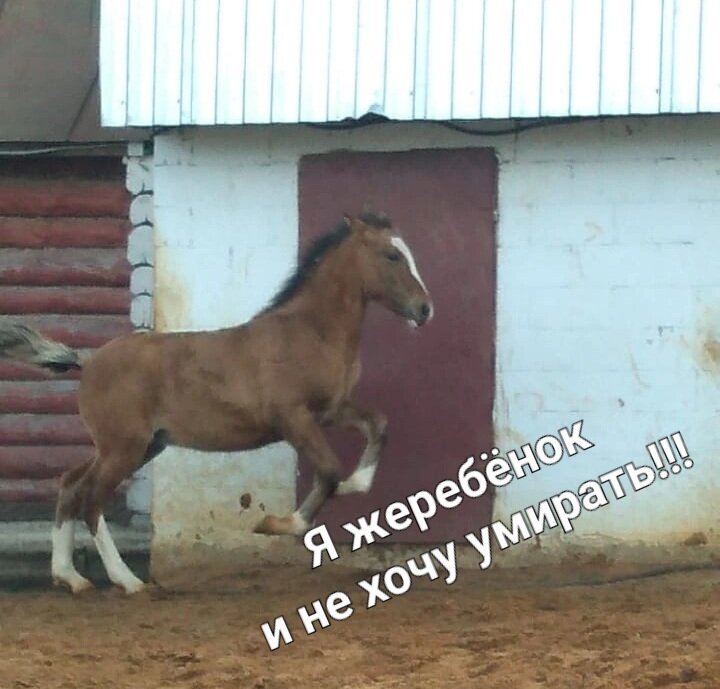 Пензенская бойня, жеребёнка сдали на мясо