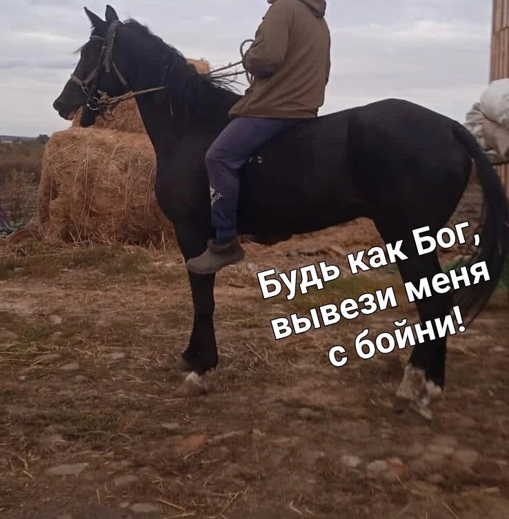 Пензенская бойня, высокий вороной мерин