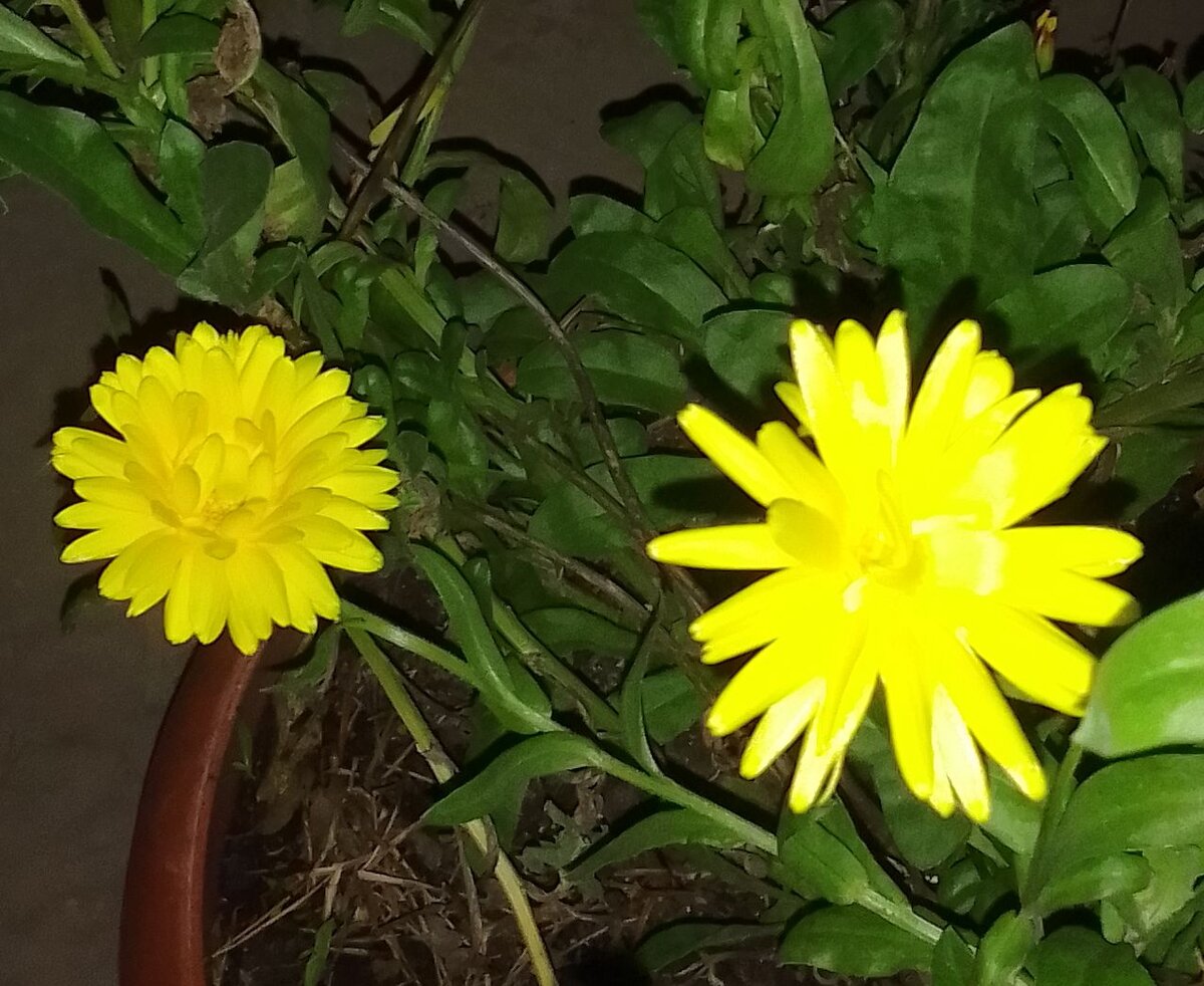 Календулы цветут даже в конце октября, и даже долго живут под снегом, но до сильных морозов. В итоге, к весне они вымерзают.