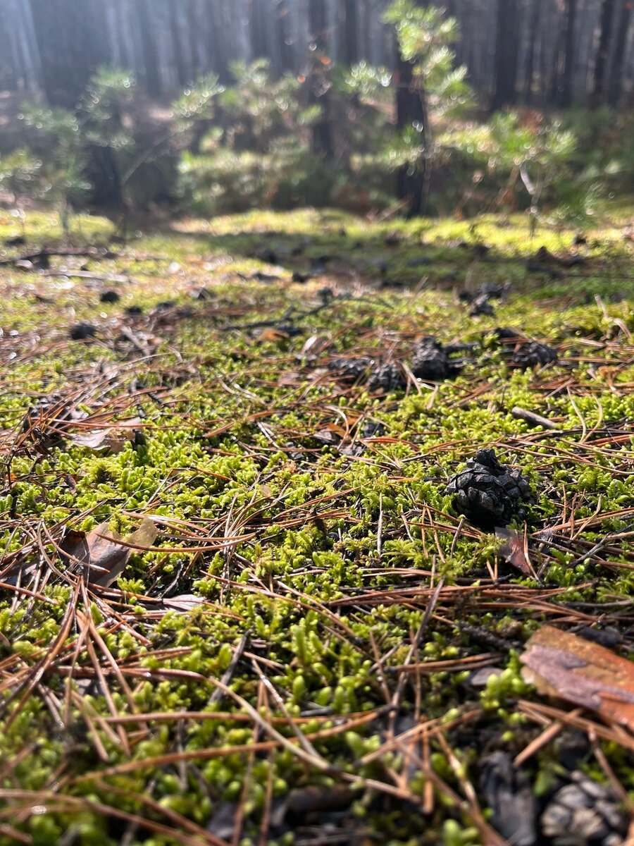 Лесной ковер из мха