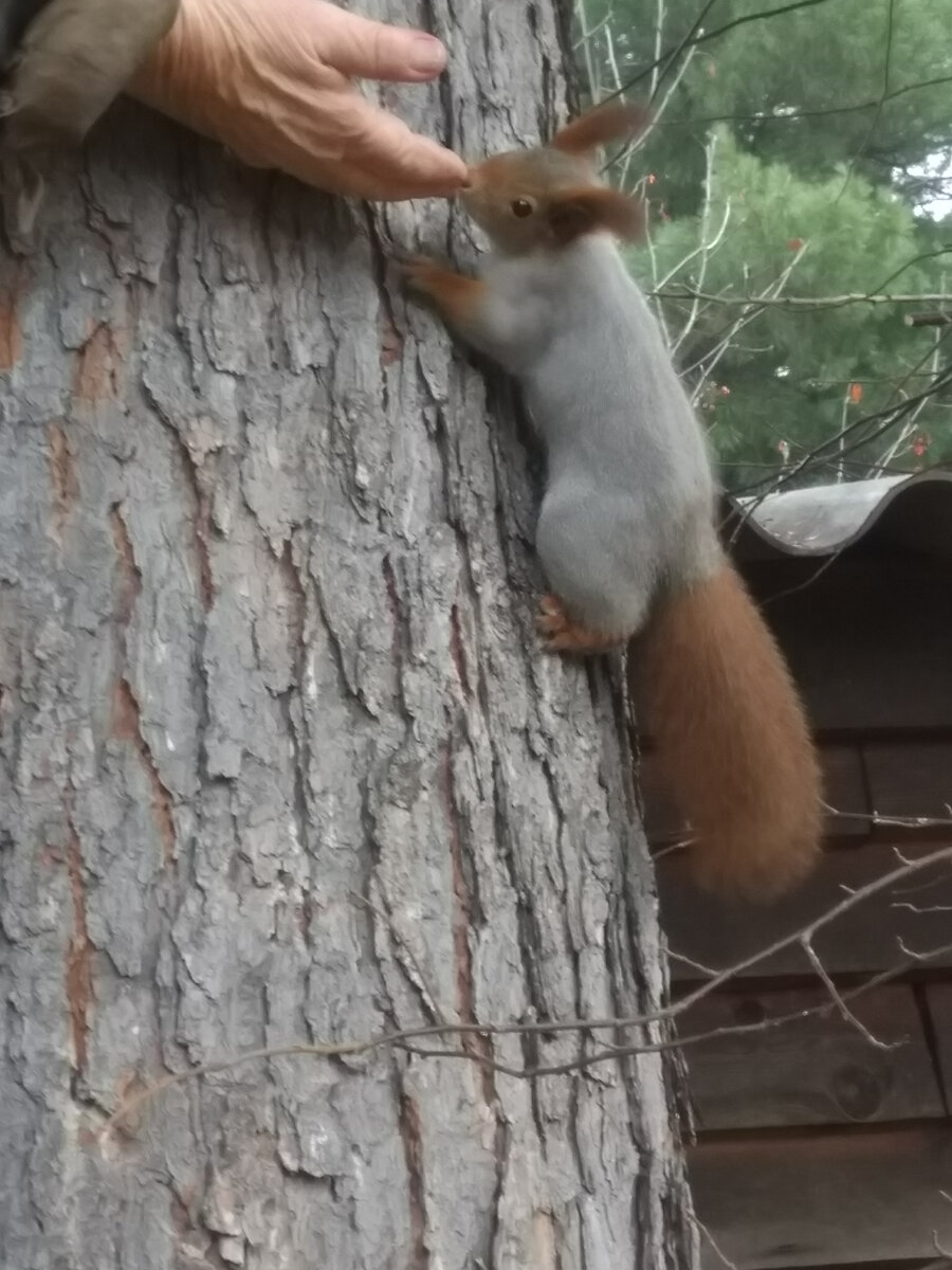 Фото автора. Белка в новой шубе