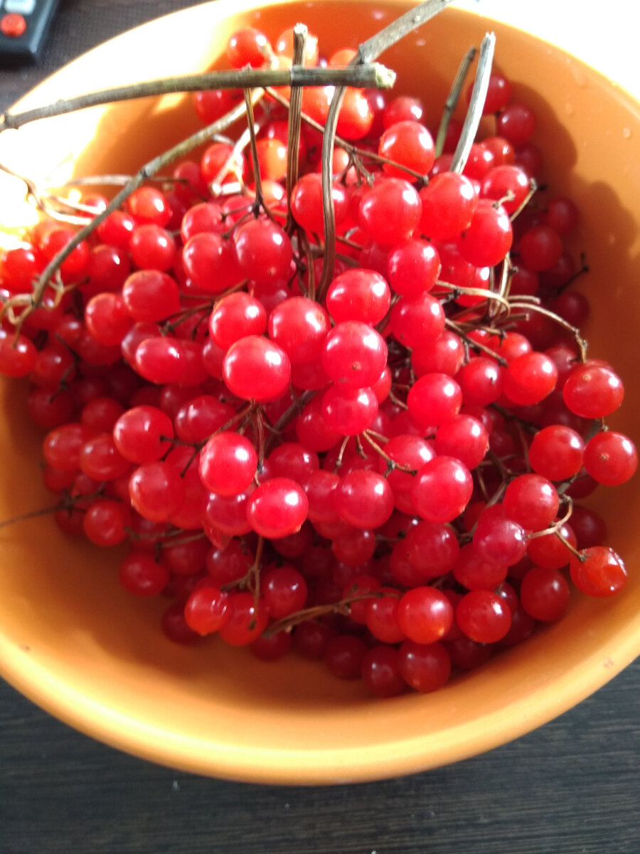 Фото автора. Немного калины в лечебных целях