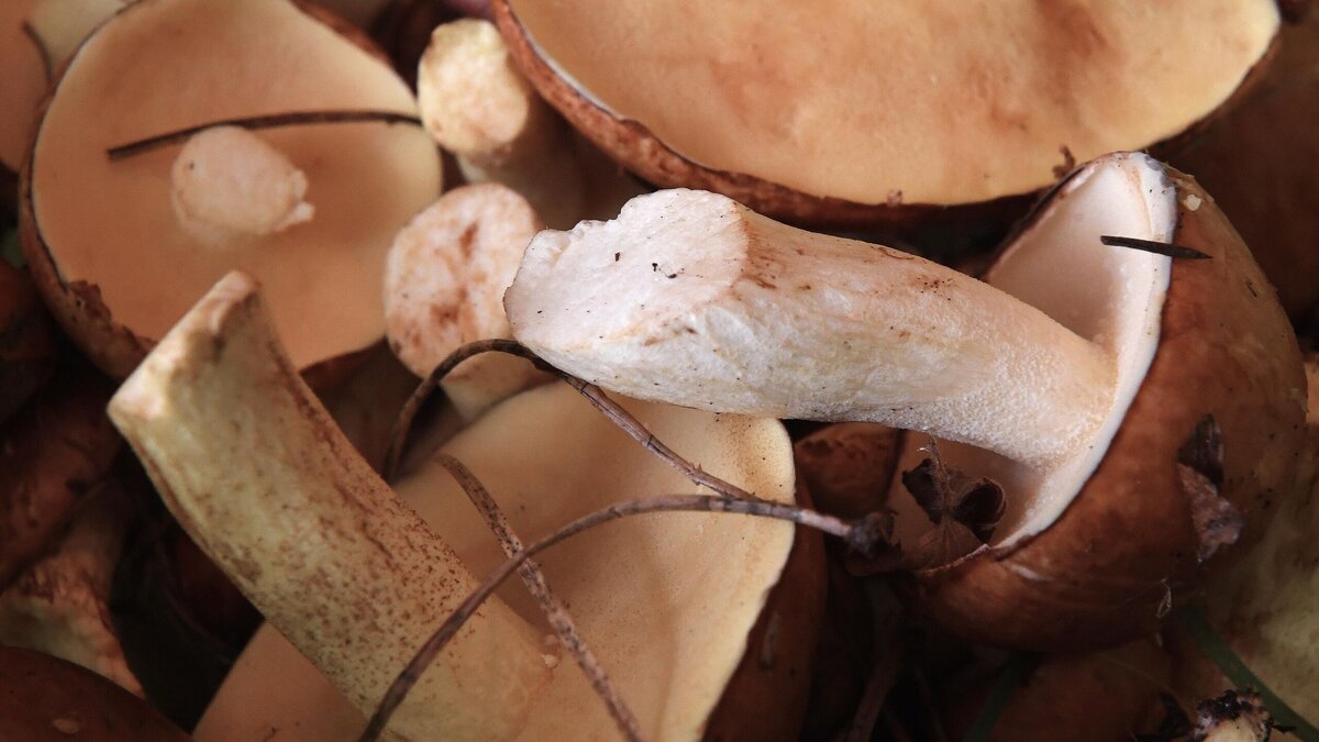    Не все грибы надо отваривать: ошибки, которые делают даже опытные хозяйки© РИА Новости | Илья Наймушин