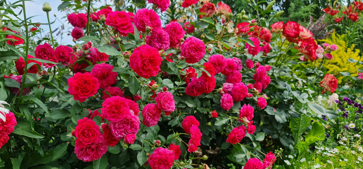 Роза Сер Джон Бенжамин моя первая роза