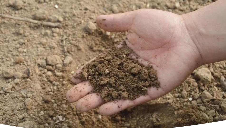 Что такое известкование почвы и как проводить эту процедуру