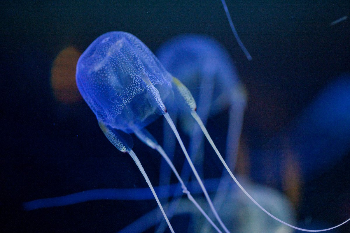 Чем опасны медузы. Медуза кубомедуза. Кубомедуза морская Оса. Chironex fleckeri медуза. Chironex fleckeri морская Оса.