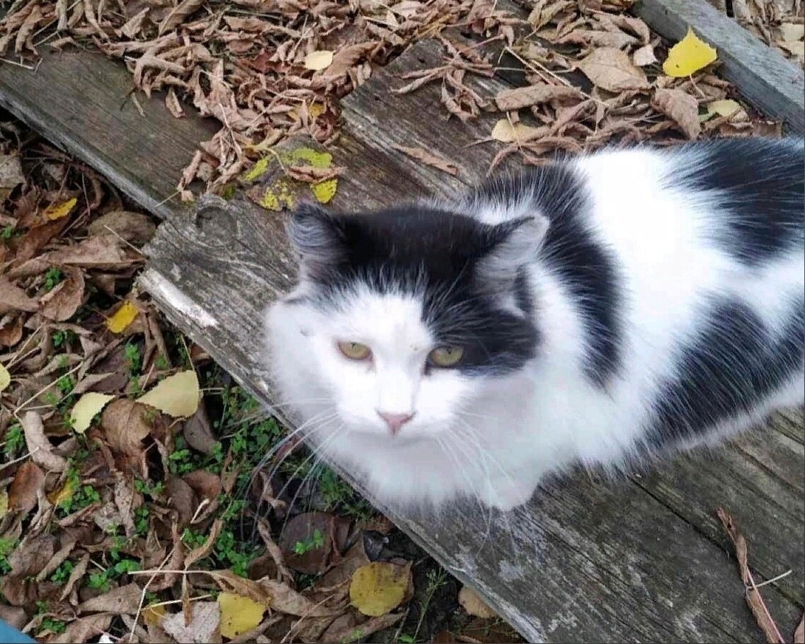 Добрые люди не дали кошке замёрзнуть