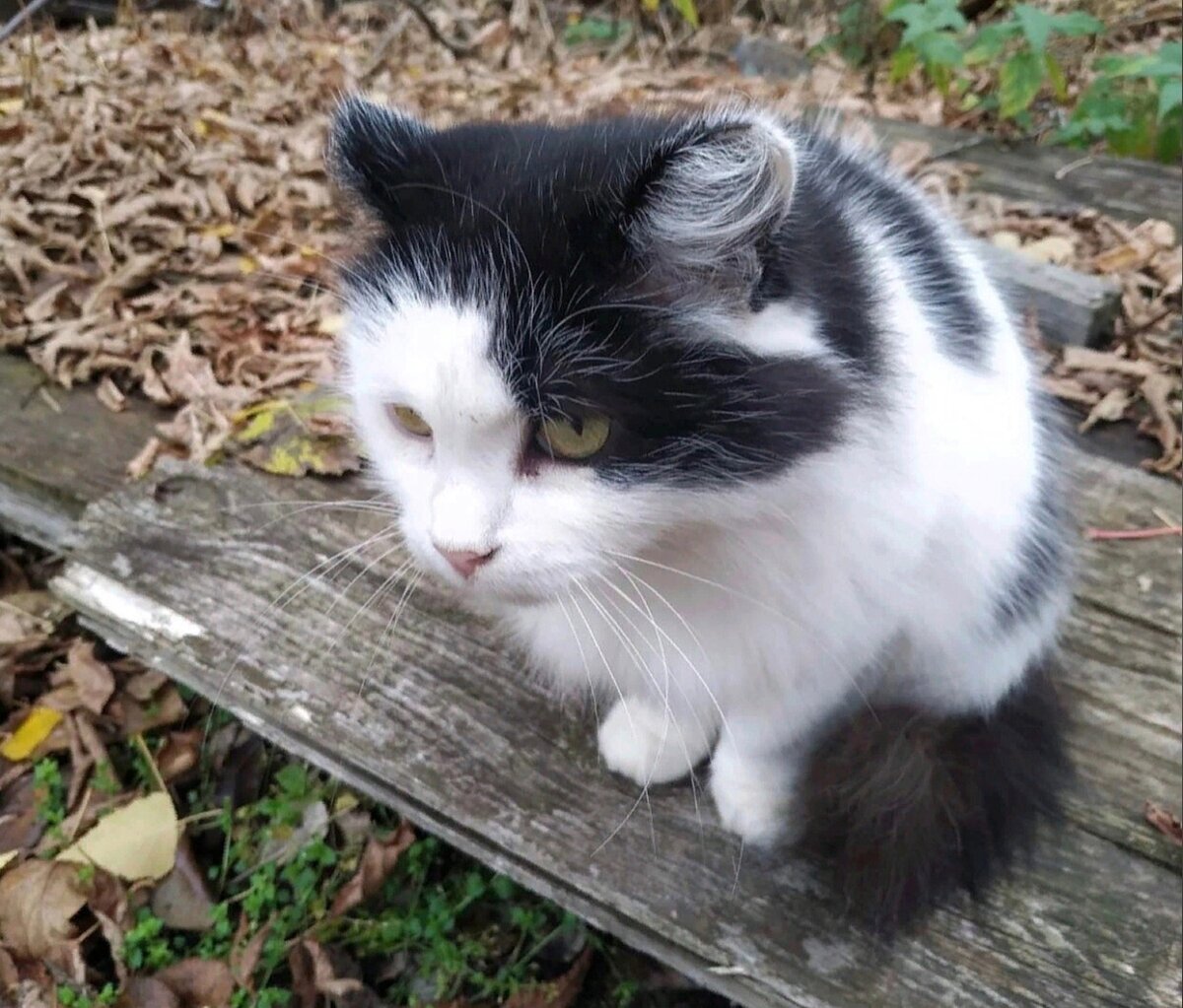 Кошки никуда не уходила с предприятия, потому что не знала, где находится её дом