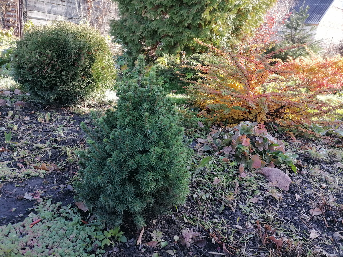 Хвойные и барбарис на участке