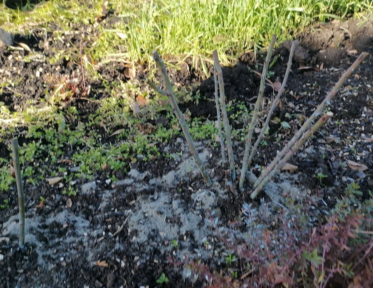 Розы просто замульчировала