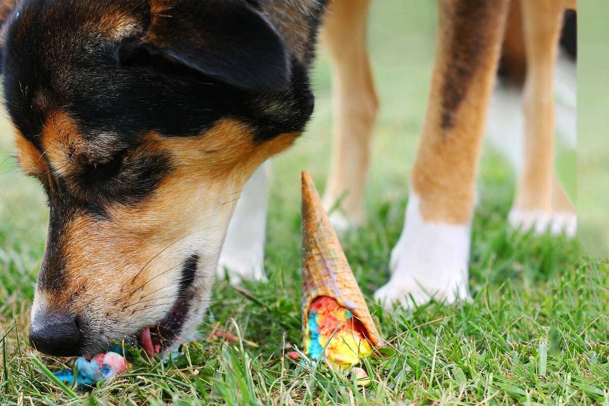 Что делать, если собака подбирает еду на улице?
