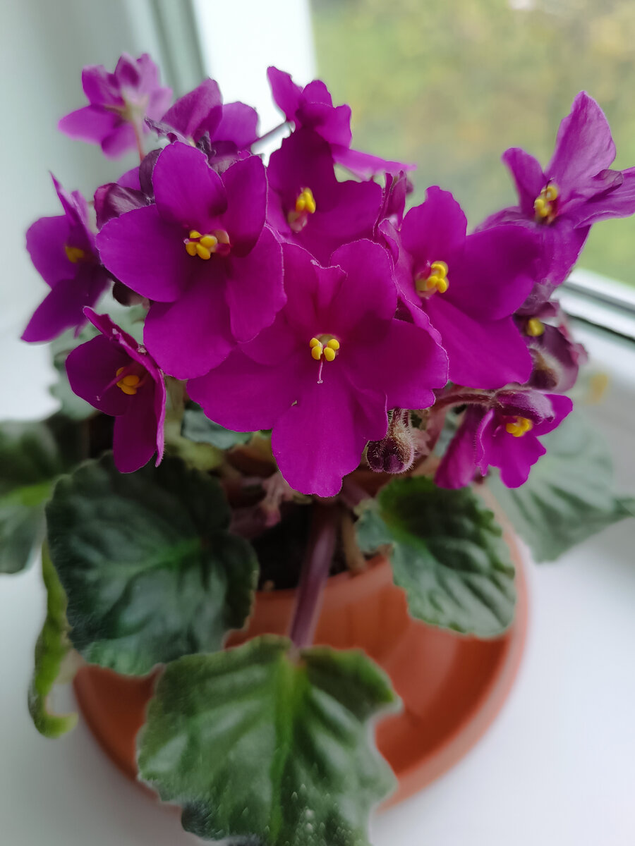 Красивые фиалки 