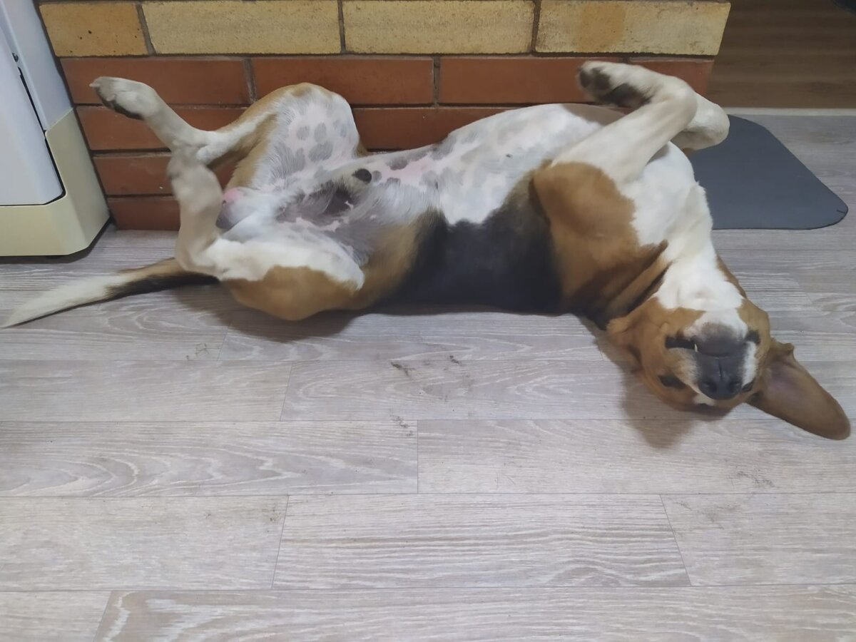 Бой греется у печки, замёрз бедный зайцев выслеживать 