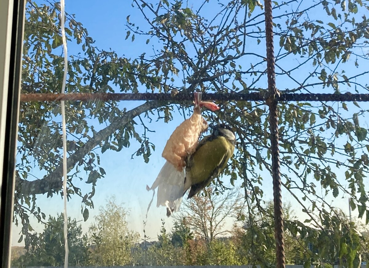 Зато такие милые красивые птички 😂