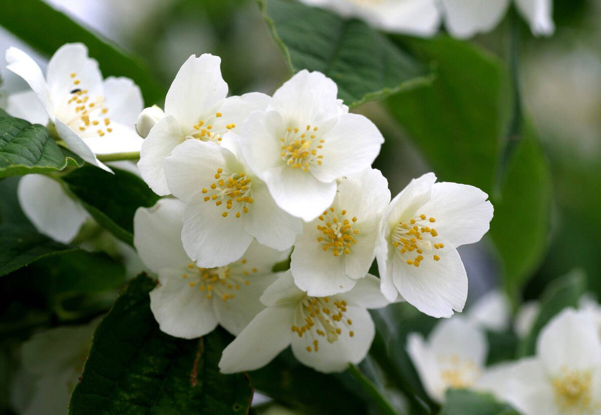 Садовый материал для Вашего участка в Green Space 