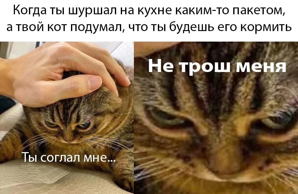 Мемы картинки про котов