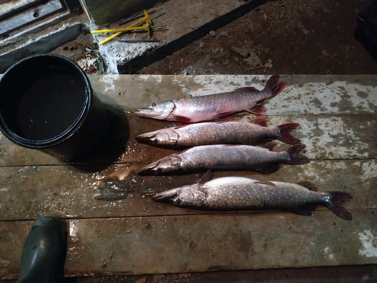 Фото автора SNS Fishing